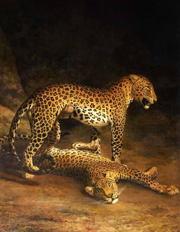 Jacques-Laurent Agasse Two Leopards Lying in the Exeter Norge oil painting art